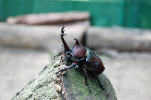カブトムシ